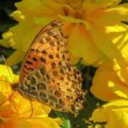 ヒメ日記 2025/11/21 14:13 投稿 ちえ 完熟ばなな西川口