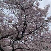 ヒメ日記 2025/04/18 01:58 投稿 ひかり 人妻・若妻デリヘル レディプレイス