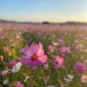 ヒメ日記 2025/11/07 19:00 投稿 みれい 大阪はまちゃん日本橋店