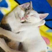 ヒメ日記 2025/08/22 17:36 投稿 雨宮えま 月の真珠-五反田-