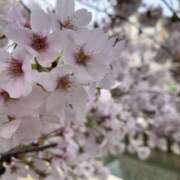 ヒメ日記 2025/03/31 23:20 投稿 ゆら 横浜プラチナ（ユメオト）