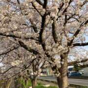 ヒメ日記 2025/04/05 23:19 投稿 河西ゆり 大人めシンデレラ 新横浜店（シンデレラグループ）