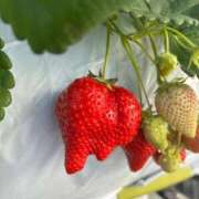 ヒメ日記 2025/04/12 14:03 投稿 ある CLUB DEEP 博多