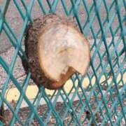 ヒメ日記 2025/06/17 12:02 投稿 仲間 鶯谷人妻城