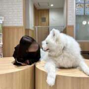 ヒメ日記 2025/05/31 22:02 投稿 のあ 体感サロン マチルダとベロニカ