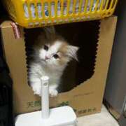 ヒメ日記 2025/12/29 17:45 投稿 あづちゃぴ ドM女学園大阪