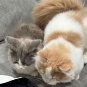 ヒメ日記 2026/02/17 10:23 投稿 あづちゃぴ ドM女学園大阪