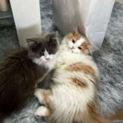 ヒメ日記 2026/02/24 15:30 投稿 あづちゃぴ ドM女学園大阪