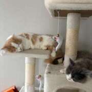 ヒメ日記 2026/03/07 13:57 投稿 あづちゃぴ ドM女学園大阪