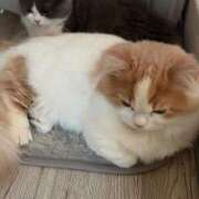 ヒメ日記 2026/03/11 12:40 投稿 あづちゃぴ ドM女学園大阪