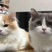 ヒメ日記 2026/03/17 20:25 投稿 あづちゃぴ ドM女学園大阪