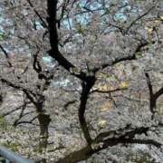 ヒメ日記 2025/04/07 18:48 投稿 りょう姫 螢