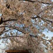 ヒメ日記 2025/04/08 18:31 投稿 イノリ Ageha(アゲハ)