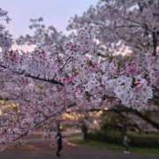 ヒメ日記 2026/04/06 18:03 投稿 望月みのり アラフォーna奥様 アラフィフna奥様（埼玉ハレ系）