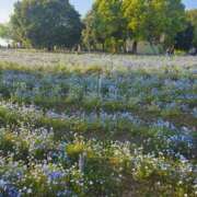 ヒメ日記 2026/04/15 14:30 投稿 望月みのり アラフォーna奥様 アラフィフna奥様（埼玉ハレ系）