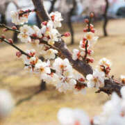 ヒメ日記 2025/03/16 08:12 投稿 川根真理子 五十路マダム愛されたい熟女たち 福山店(カサブランカグループ)