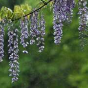 ヒメ日記 2025/04/22 17:56 投稿 川根真理子 五十路マダム愛されたい熟女たち 福山店(カサブランカグループ)