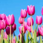 ヒメ日記 2025/04/29 23:10 投稿 川根真理子 五十路マダム愛されたい熟女たち 福山店(カサブランカグループ)