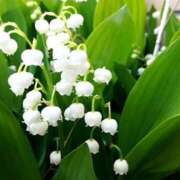 ヒメ日記 2025/05/04 17:52 投稿 川根真理子 五十路マダム愛されたい熟女たち 福山店(カサブランカグループ)