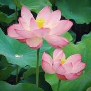 ヒメ日記 2025/05/22 17:52 投稿 川根真理子 五十路マダム愛されたい熟女たち 福山店(カサブランカグループ)