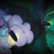 ヒメ日記 2025/06/04 00:50 投稿 川根真理子 五十路マダム愛されたい熟女たち 福山店(カサブランカグループ)