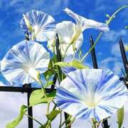 ヒメ日記 2025/07/21 22:10 投稿 川根真理子 五十路マダム愛されたい熟女たち 福山店(カサブランカグループ)