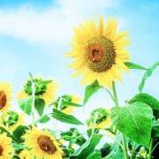 ヒメ日記 2025/08/15 21:22 投稿 川根真理子 五十路マダム愛されたい熟女たち 福山店(カサブランカグループ)