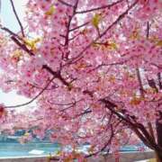 ヒメ日記 2026/03/23 21:56 投稿 川根真理子 五十路マダム愛されたい熟女たち 福山店(カサブランカグループ)