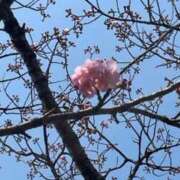 ヒメ日記 2025/03/26 19:58 投稿 あかり 熟女の風俗最終章 高崎店