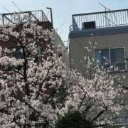 ヒメ日記 2026/03/30 14:59 投稿 絵美奈(えみな) エリートな人妻たち新宿