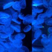 ヒメ日記 2025/07/06 00:13 投稿 みおり 奥様特急三条店