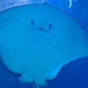 ヒメ日記 2025/08/12 03:13 投稿 みおり 奥様特急三条店