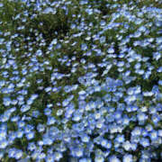 ヒメ日記 2025/04/12 16:06 投稿 まり ぼくらのデリヘルランドin久喜店