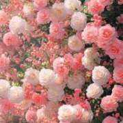 ヒメ日記 2025/07/02 19:26 投稿 まり ぼくらのデリヘルランドin久喜店