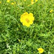 ヒメ日記 2025/09/05 12:36 投稿 まり ぼくらのデリヘルランドin久喜店