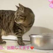 ヒメ日記 2026/05/25 12:20 投稿 みやこ 完熟とまと(十三)