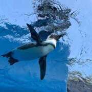 ヒメ日記 2025/03/19 13:39 投稿 ゆうか 白いぽっちゃりさん五反田店