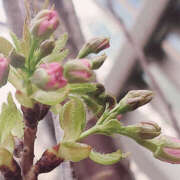 ヒメ日記 2025/03/26 21:00 投稿 みずほ 性腺熟女100％（デリヘル市場）