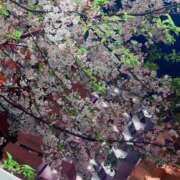 ヒメ日記 2025/04/08 10:00 投稿 みずほ 性腺熟女100％（デリヘル市場）