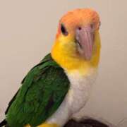 ヒメ日記 2026/03/26 20:51 投稿 セイナ バニーコレクション秋田店