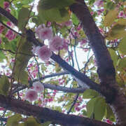 ヒメ日記 2025/04/25 21:00 投稿 みずほ 性腺熟女100％鶯谷（デリヘル市場）