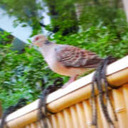 ヒメ日記 2025/07/12 10:30 投稿 みずほ 性腺熟女100％鶯谷（デリヘル市場）