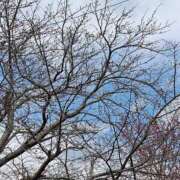 あんこ 今から地元に帰ります 久留米デリヘルセンター