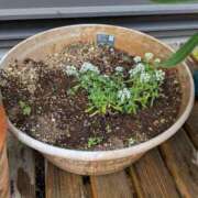 ヒメ日記 2025/10/08 15:09 投稿 すみれ 沼津人妻花壇