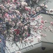 ヒメ日記 2025/03/30 12:39 投稿 まゆ Second Love（セカンドラブ）