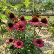 ヒメ日記 2025/08/29 07:29 投稿 水原若葉(みずはらわかば) 九州熟女　熊本店