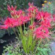 ヒメ日記 2025/09/25 20:29 投稿 水原若葉(みずはらわかば) 九州熟女　熊本店