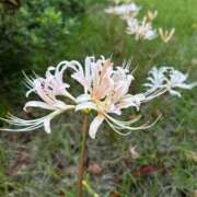 ヒメ日記 2025/10/01 05:49 投稿 水原若葉(みずはらわかば) 九州熟女　熊本店