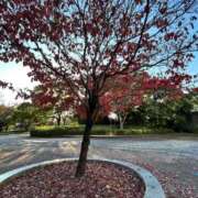 ヒメ日記 2025/11/16 11:59 投稿 水原若葉(みずはらわかば) 九州熟女　熊本店