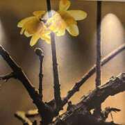 ヒメ日記 2026/02/01 11:29 投稿 水原若葉(みずはらわかば) 九州熟女　熊本店